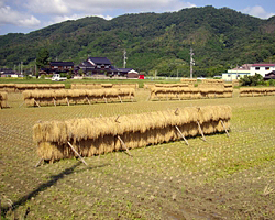 都市部での生活を田舎へ移したいと考えるかたへ、お伝えしたいことがあります。